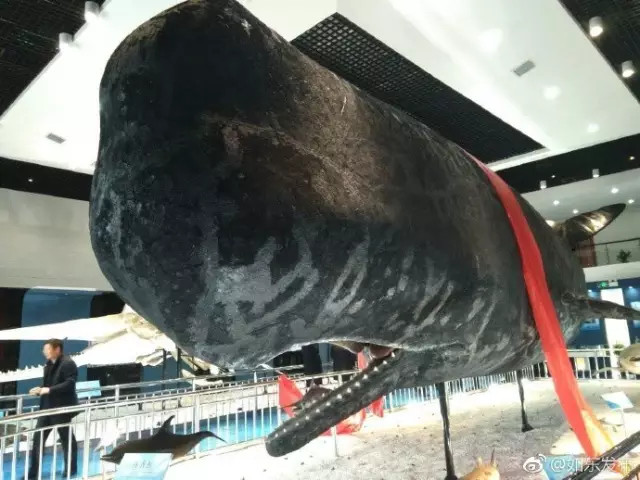 洋口港香鲸馆今天上午开馆啦日报君带您探馆