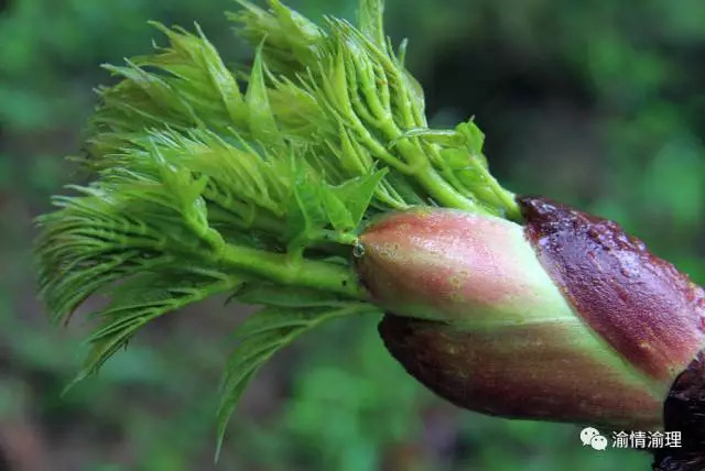 从浑身尖刺中冒出来的美味楤木芽