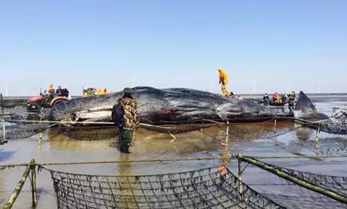 洋口港香鲸馆今天上午开馆啦日报君带您探馆