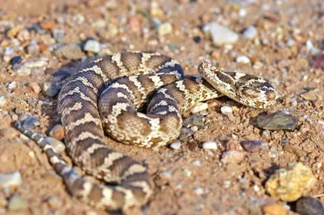 阿拉善蝮,云哥摄