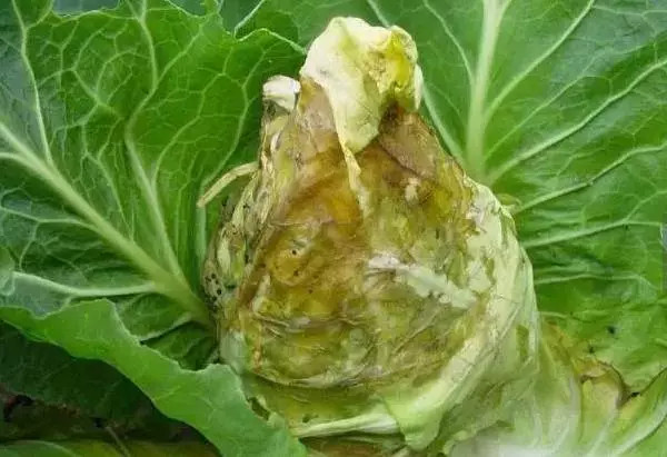 甘蓝的常见病害及其症状
