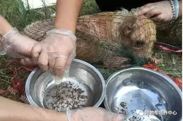(义工们给流浪狗清理蜱虫)