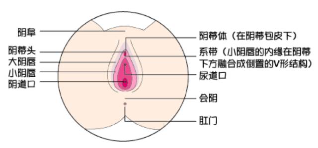 第一次照镜子看外阴，又熟悉又震惊