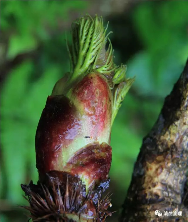 从浑身尖刺中冒出来的美味楤木芽
