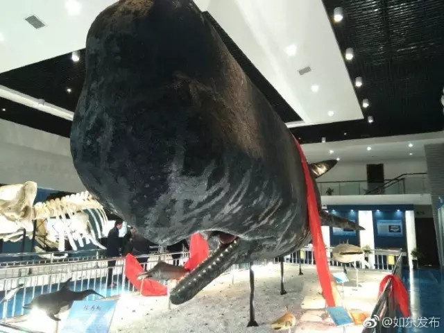 洋口港香鲸馆今天上午开馆啦日报君带您探馆