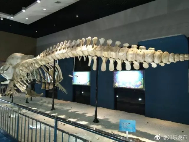 洋口港香鲸馆今天上午开馆啦日报君带您探馆