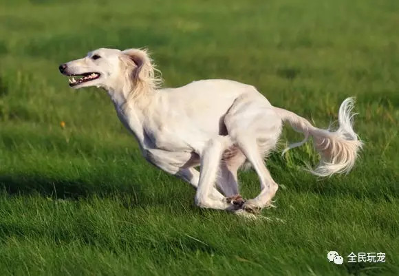 中东富豪爱养什么狗?