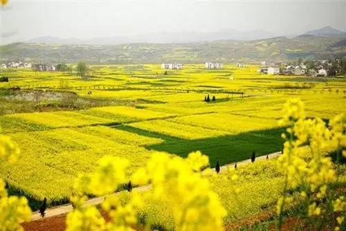 被西安周边的油菜花田惊艳了这才是四海八荒最美的春天