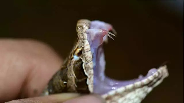 长岛蝮的毒牙,云哥摄