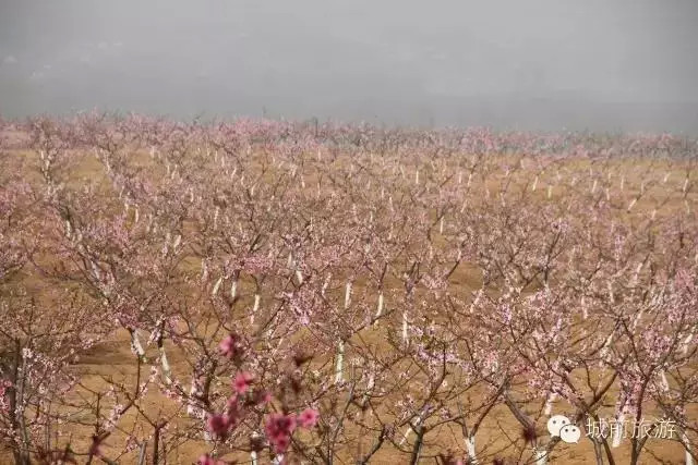 城前兰陵古城桃花节图片