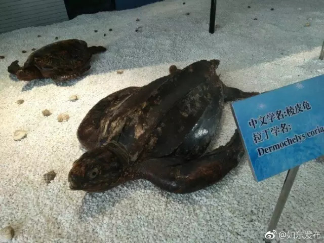 湾鳄,小鲨鱼,大白鲨,中华鲟,金枪鱼,绿海龟,剑鱼等11件配展标本也一同