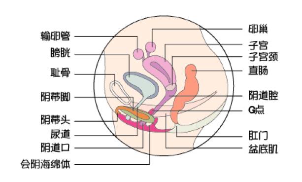 第一次照镜子看外阴，又熟悉又震惊