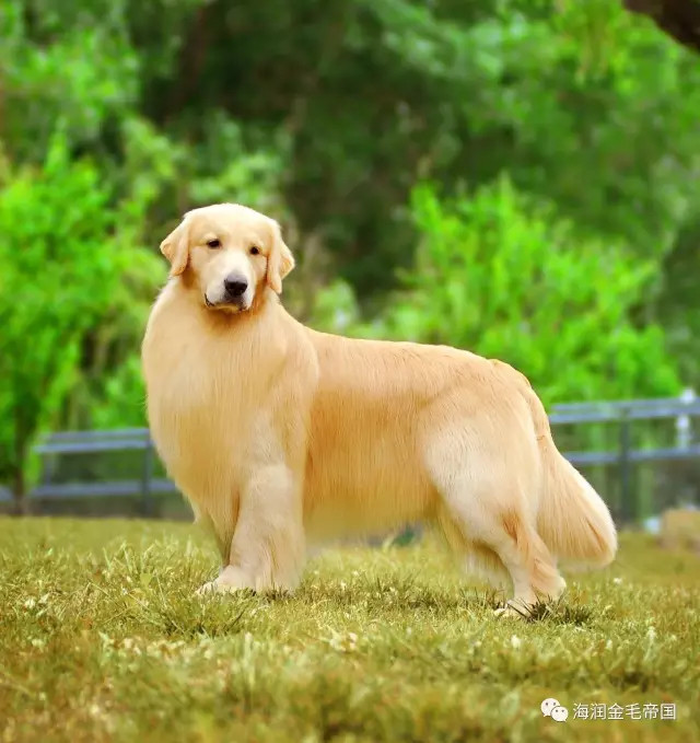 定海神针——14k,"金毛传奇"最后一代绝版珍藏!