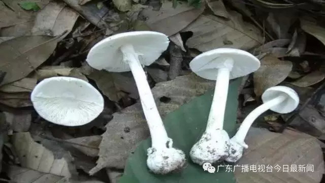 广州白云山藏世界剧毒菇中毒3日内必亡