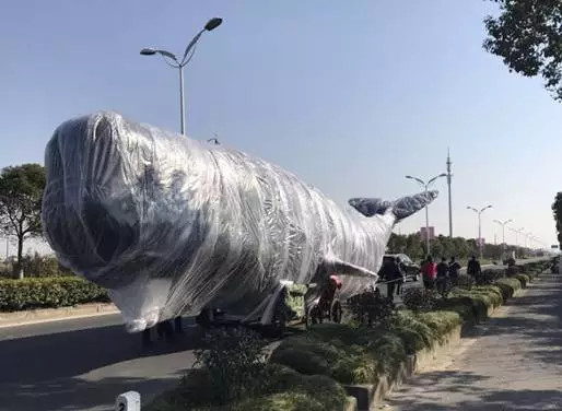 洋口港香鲸馆今天上午开馆啦日报君带您探馆