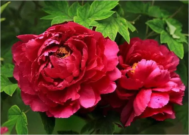 首届肥城泰山牡丹文化节将于4月15日开幕春暖花开最宜相邀赏花