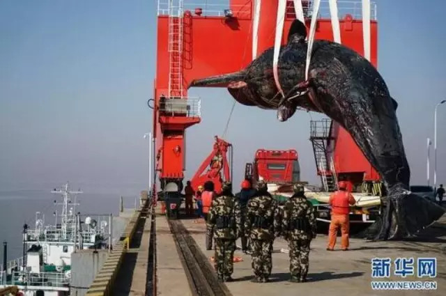 洋口港香鲸馆今天上午开馆啦日报君带您探馆