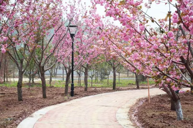 定啦许昌市魏都区首届樱花旅游节于3月25日正式开幕