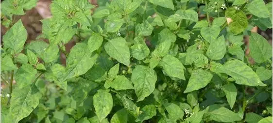 哇哦∣春天的味道快来学学蒙自的这些野菜怎么吃