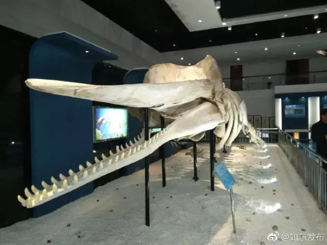 洋口港香鲸馆今天上午开馆啦日报君带您探馆