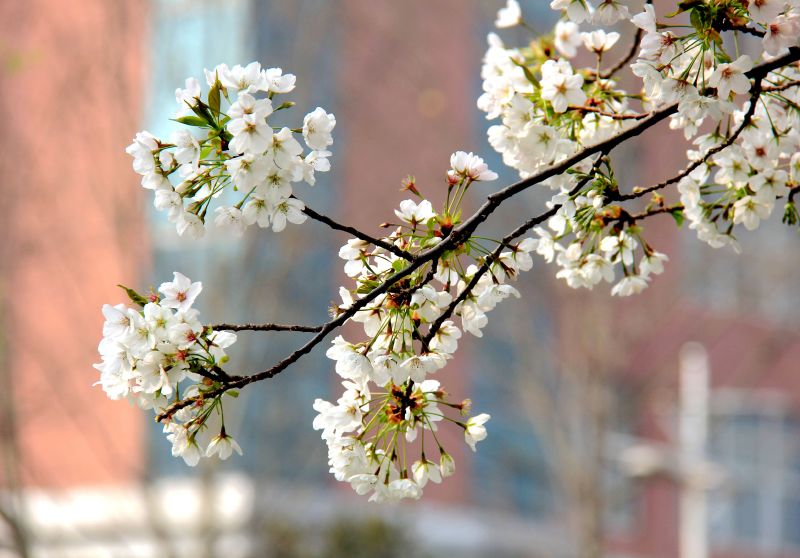 许昌学院首届"樱花文化节"活动内容抢先看 约起来吧!