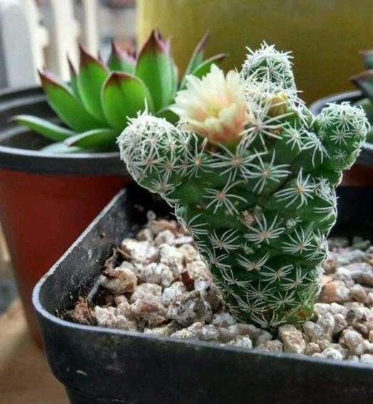 这种叫金手指的仙人掌想养好并不难可很多人却养死了