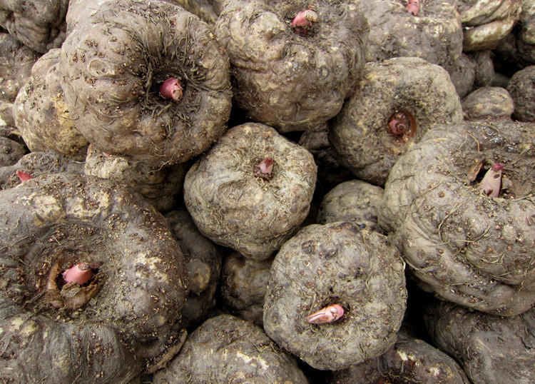 福泉魔芋是贵州省黔南州福泉市的特产.