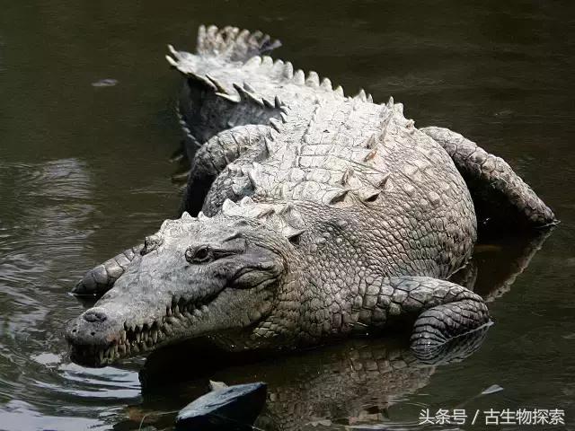 【2017年 cites配图版】· 爬行纲 · 鳄目&喙头目