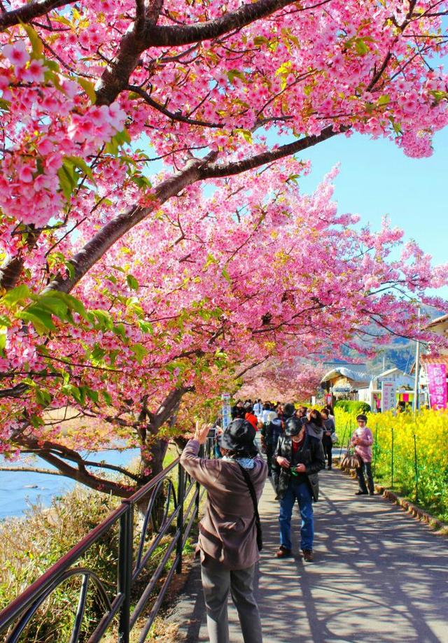 在日本 有这样一个地方 艺妓 温泉旅馆 庙宇