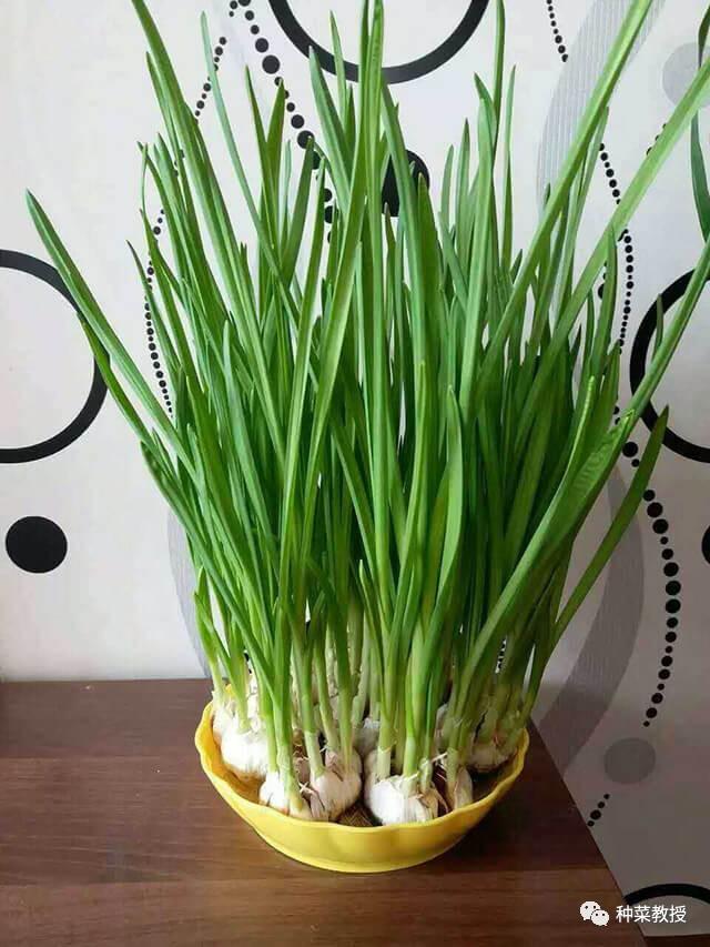 (水培的蒜苗)