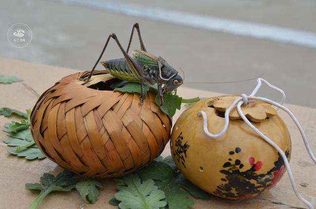 农村大爷痴迷养蚰子喂完白菜喂猪肉只为听叫声