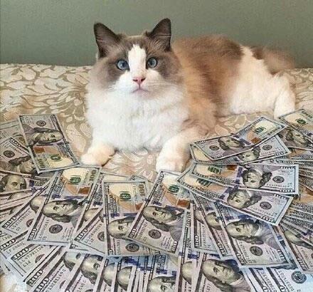 这些猫咪告诉你什么叫猫中的有钱人猫咪躺在钱里睡觉实力炫富