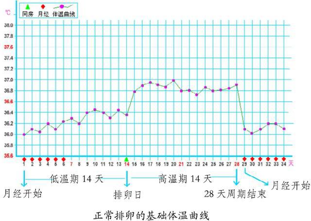 女人第二体温的秘密 基础体温