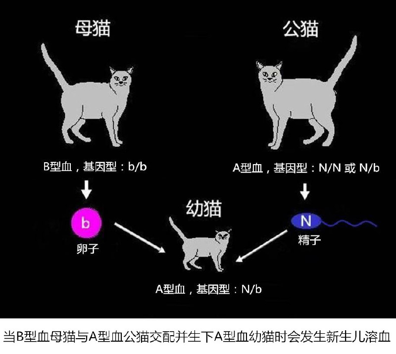 布偶猫的遗传学知识