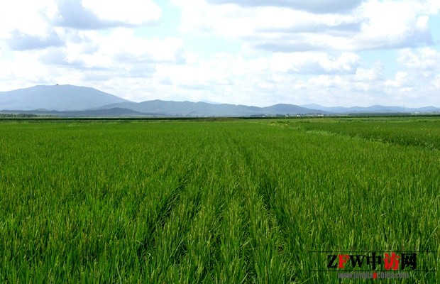 十亩林滋润一亩田乌苏里江畔产好米