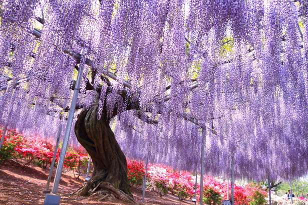 花海冠顶的紫色天幕日本观赏紫藤花名所10选