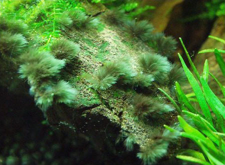 草缸为什么会爆藻?怎么处理?