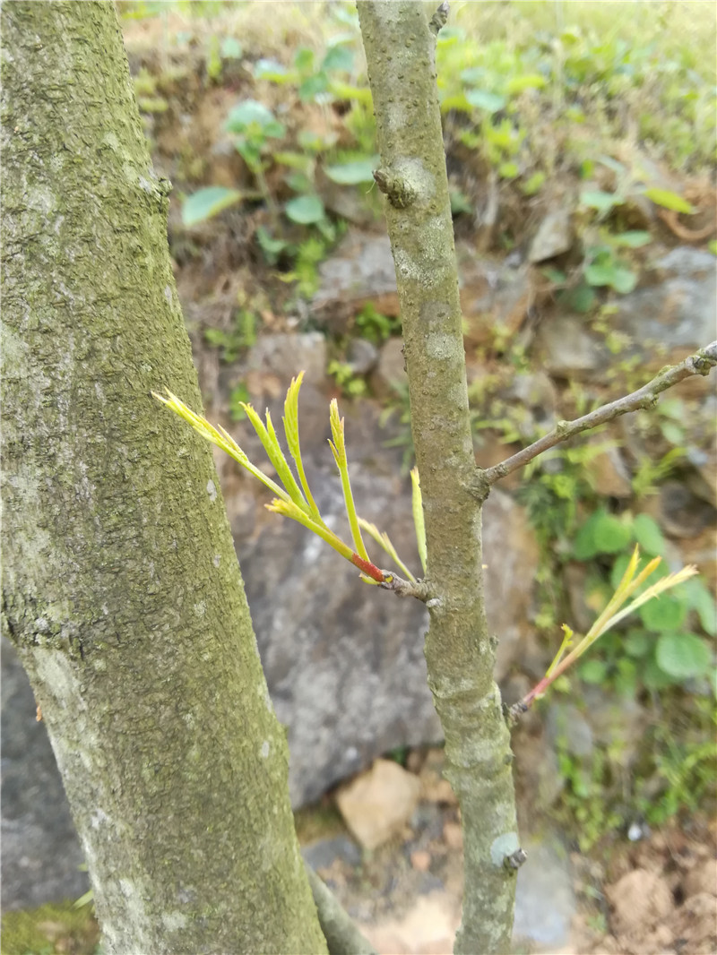 涟源黄鹂芽茶的口感疑似加多宝饮料和王老吉凉茶配方的味道